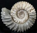 Pavlovia Ammonite Fossil - Siberia #29719-1